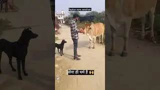 जय गौ माता 🙌 #help #cow #shorts #youtube #viral #dog #trending #love