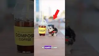 3 perros miniatura que jam&aacute;s has visto 🐶
