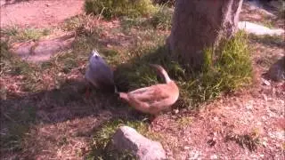 Nature Show Parody