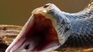 Black rat snake | tongue flick, stretching jaw, hissing sound | Threatening posture