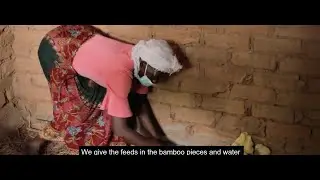 Improving Food Security Through Poultry Production