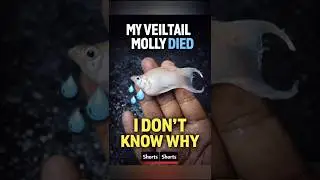 Only fish lovers,😭 know the pain 💔 | #fishkeepinghobby #aquascapegallery #aquariumfishmarket