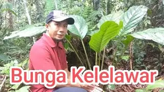 REVIEW OF THE BAT FLOWER PLANT Tacca sp