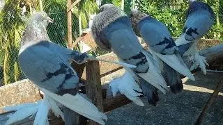 Pomeranian Pouter Pigeon