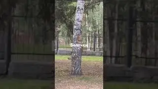 игры белочек