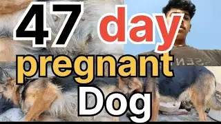 47 day pregnant female dog german shepherd 🐕‍🦺💞#trendingvideo #germanshepherd #dog #fect #explore 