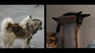 Cats Doing Not So Cat Things