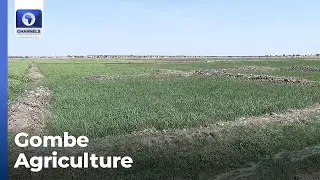 Gombe Govt Explores Global Partnerships In Agriculture