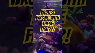 У этих рыб проблемы 😂 🐠