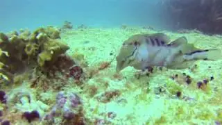 Cape Verde fish ~ 