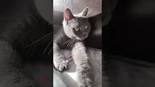Да-а-а-а! Смело!😽#нашамауси #домашнийпитомец #shorts #осиповичи