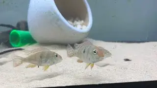Geophagus sand shifting for food  #tapajos