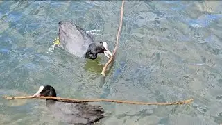 Coot duck building nest and fights for territory
