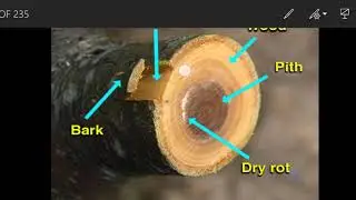 Unit 4/Construction Materials/ Syllabus, Characteristics, Classification and Defects of Timber