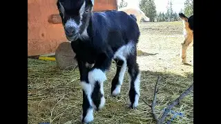 The Nameless Homestead Live Stream - Baby Goats!