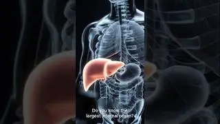 Human Liver GK | शरीर का सबसे बड़ा अंदरूनी अंग | Liver Functions in Hindi #shortsviral #liver