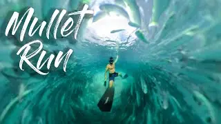 Florida Mullet Run 2020 - Epic Drone Footage & Underwater 360 Video
