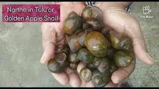 ನಾರ್ತೆ ಪೇಜ್ಗ | Catching Golden Apple Snail| Healthy food in Mangalore| Narthe kajipu