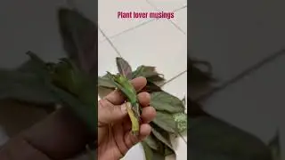 plant lovers only will understand.#plants #greenindia #gardening