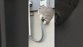 Look at the larvae wiggle. #exterminator #waspsnest #pestcontrol
