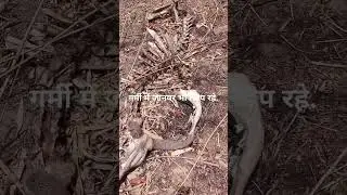 भगवान कृपा करो. #viral #summer #hot #animals #video #share #please