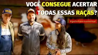 NUNCA tinha VISTO estas RAÇAS ORNAMENTAIS, criador fez uma SURPRESA ESPECIAL no final