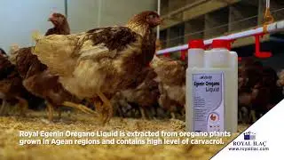 Feed for poultry, with essential oils of the Oregano which grows by the Aegean region / Royal Ilac
