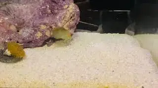 Melanurus Wrasse going to sleep / burrowing in the sand