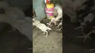 Aseel chicks 😡😡😂#aseel #aggressive #foryou #viral #fight #breeding
