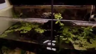 Aquarium Scheiben reinigen