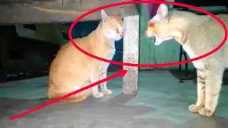 Watch How The Strong Cat Attacks The Weak Cat | Kitten | Cats Fight ..