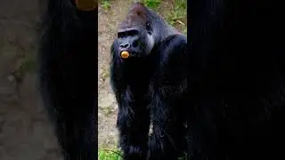 #Gorilla#beautiful#animal #bollywood#movie#Bandarbant #wildlifeBear #cristianoronaldo #animals