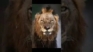 The legendary Mapogo Coalition of Sabi Sands #short #mapogo #lion
