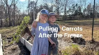 Pulling Carrots After the Freeze / The Rest of the Fall Harvest in November