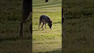 Sniffs. Coyote Animal Life #wildlife #animals #nature #animallife                      Принюхивается