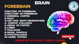 ForeBrain in urdu & hindi@ Psychological Learning With Aleeza Yaqoob