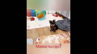 Малышы ждут маму❤️ #mimi #йорки_щенки #puppy #yorkie #йоркимини #йоркширскийтерьер