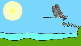 Toviya freshwater marsh video