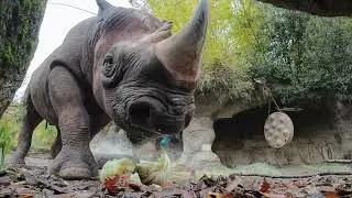 Rhino Squishes Juicy Melons With His Horn
