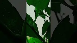 so beautiful tree #hindisong #viralshort #nature #beautifulflowers #nurture #vairalpost #viralshort