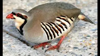 Beautiful Partridge Pictures