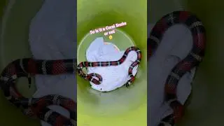 Коралловая змея или молочная змея 🤔 Как там поётся в старом стишке 🐍