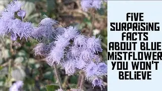 The Enchanting Blue mistflower.Nature's Hidden Gem#mustwatch#facts#wildflowers#nature#plants#flowers