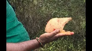 Finding Ground Water Using Coconut || Indian Methods