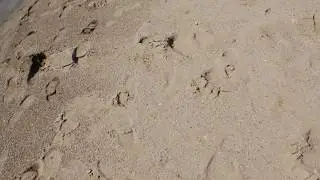 Walking on sand stock video | Free footage