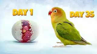 Lovebird Growth Stages Timelapse