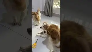 Полное видео ниже #ЩенячьеСчастье #ЩенячьяРадость #ЗамечательныеМоменты #ПушистоеСчастье #Щенячьи...