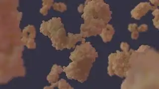 IgG antibodies