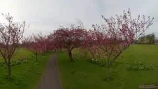 The Harrogate Stray