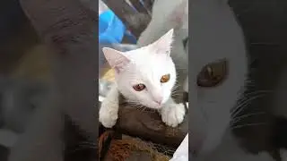 القطط بسنت ودوري